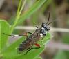 Macrophya punctumalbum